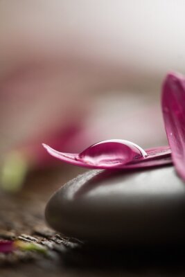 Sticker  Des pétales de fleurs