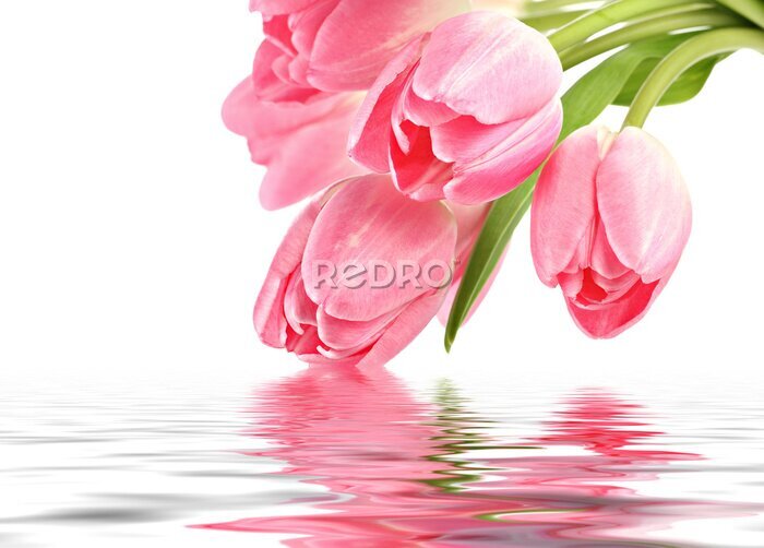 Sticker  Des tulipes roses au-dessus de l'eau