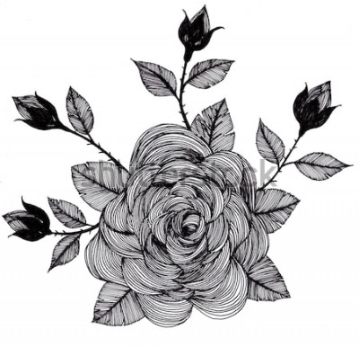 Sticker  Dessin avec une rose et des bourgeons