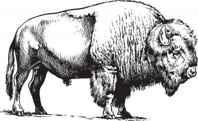 Sticker  Dessin croquis de bison américain noir et blanc