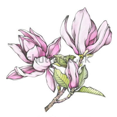 Sticker  Dessin d'un magnolia rose