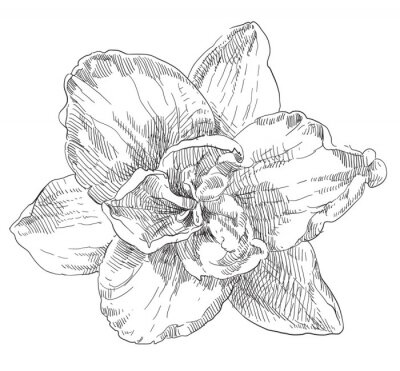 Sticker  Dessin d'une fleur en noir et blanc