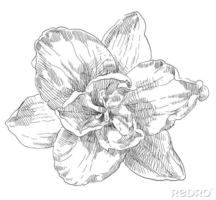 Sticker  Dessin d'une fleur en noir et blanc