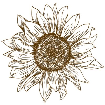 Sticker  Dessin de fleur de tournesol