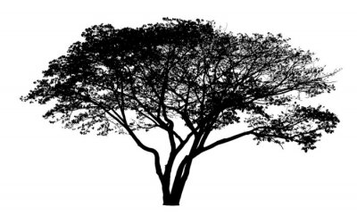 Sticker  Dessin en noir et blanc d'un arbre qui s'étend