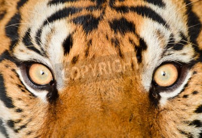 Sticker  Dessin macro avec un tigre