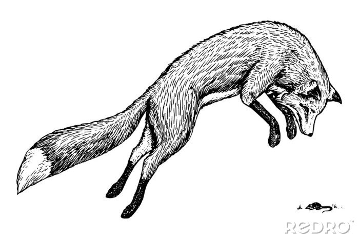 Sticker  Dessin noir et blanc avec un renard de chasse