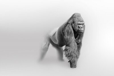 Sticker  Dessin noir et blanc d'un gorille mâle