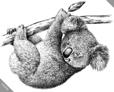 Dessin noir et blanc d'un koala