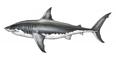 Sticker  Dessin noir et blanc d'un requin