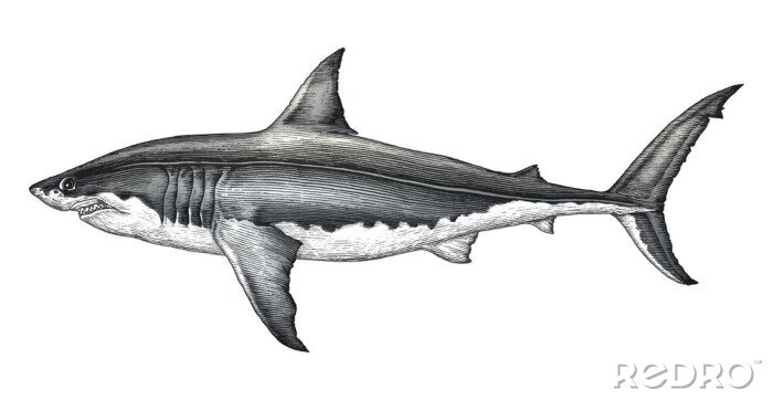 Sticker  Dessin noir et blanc d'un requin