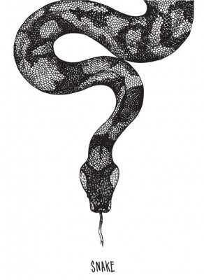 Sticker  Dessin noir et blanc d'un serpent avec sa langue qui sort