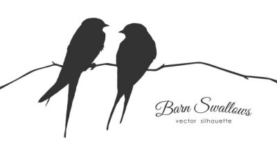 Sticker  Dessin noir et blanc de deux oiseaux sur une fine brindille