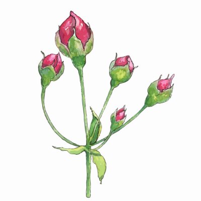 Sticker  Dessiner avec des boutons de rose