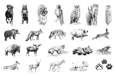 Sticker  Dessins réalistes d'animaux en noir et blanc