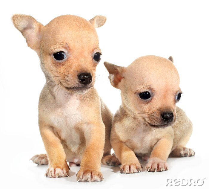Sticker  Deux chiots Chihuahua