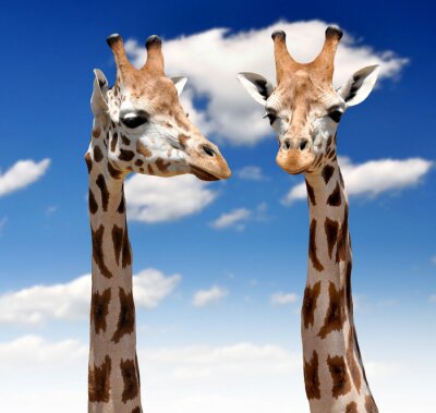 Sticker  Deux girafes