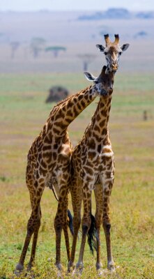 Sticker  Deux girafes dans la savane. Kenya. Tanzanie. Afrique de l'Est. Une excellente illustration.