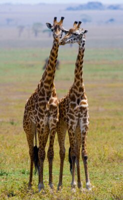 Deux girafes dans la savane. Kenya. Tanzanie. Afrique de l'Est. Une excellente illustration.