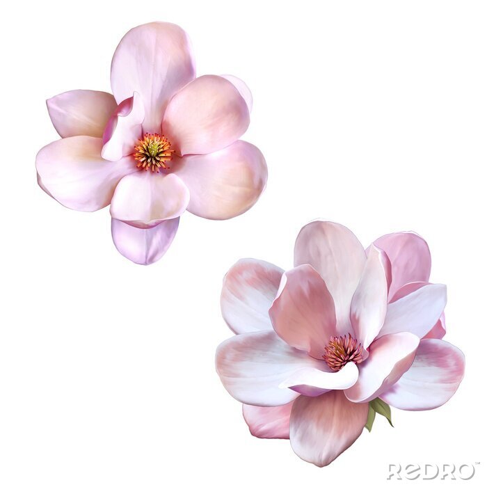 Sticker  Deux magnolias en fleurs