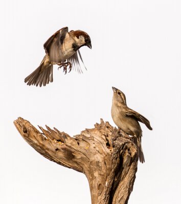 Sticker  Deux oiseaux sur fond blanc