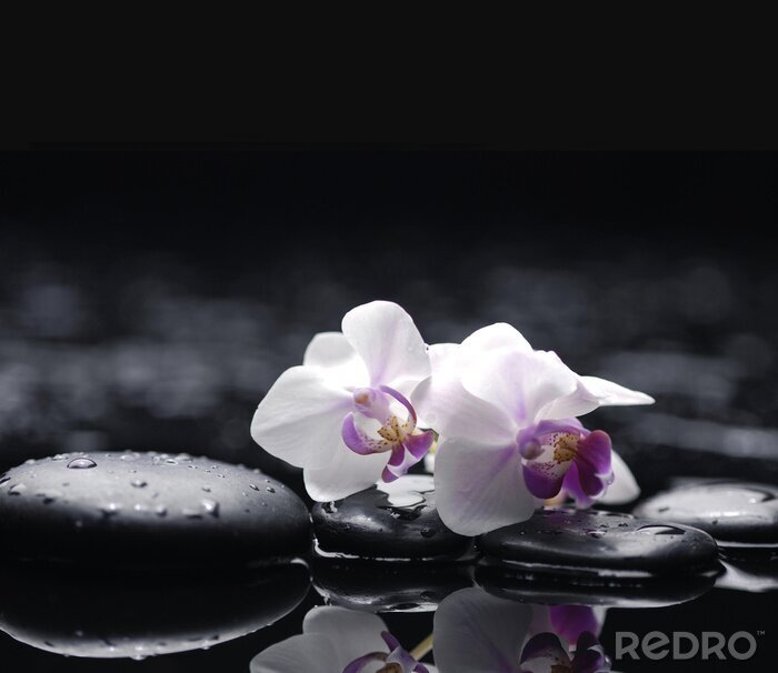 Sticker  Deux orchidée avec des pierres sur fond humide
