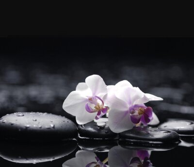 Sticker  Deux orchidée avec des pierres sur fond humide