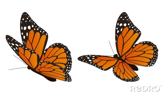 Sticker  Deux papillons orange à pois blancs