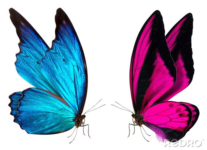 Sticker  Deux papillons qui se regardent