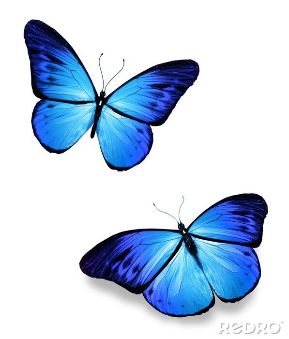 Sticker  Deux petits papillons bleus