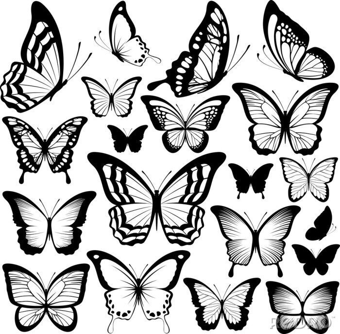 Sticker  Différentes espèces de dessins de papillons en noir et blanc