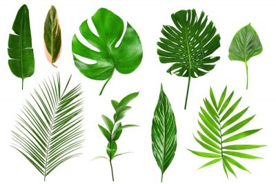 Sticker  Différentes feuilles tropicales sur fond blanc