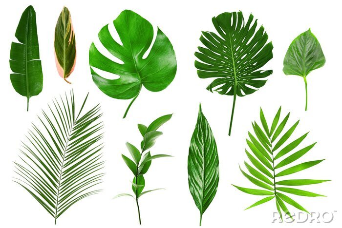 Sticker  Différentes feuilles tropicales sur fond blanc