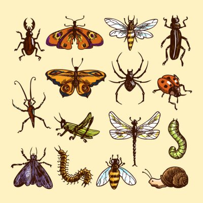 Sticker  Différentes variétés d'insectes
