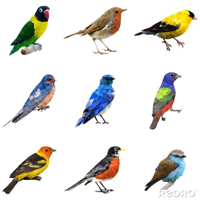 Sticker  Différents types d'oiseaux
