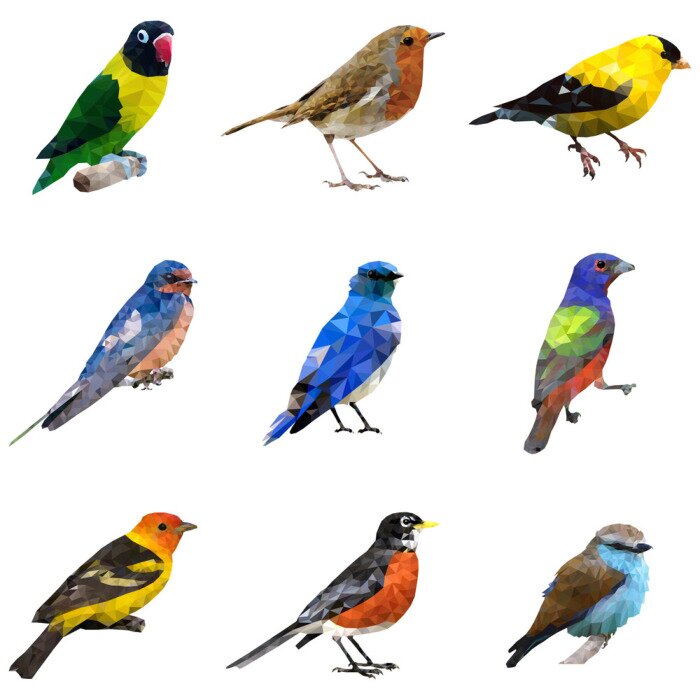 Sticker  Différents types d'oiseaux
