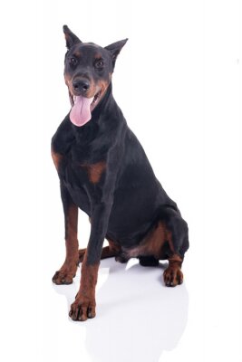 Sticker  Doberman Pinscher sitting