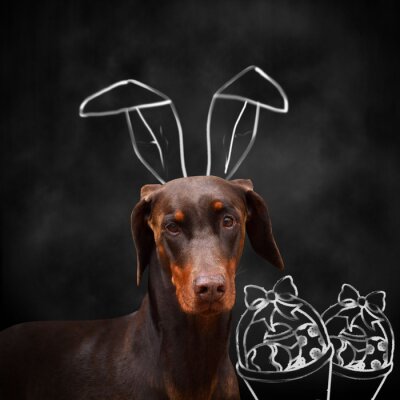 Sticker  Dobermann avec des oreilles de lapin