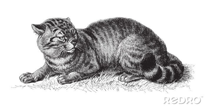 Sticker  domestic cat (Felis catus) / vintage illustration from Meyers Konversations-Lexikon 1897