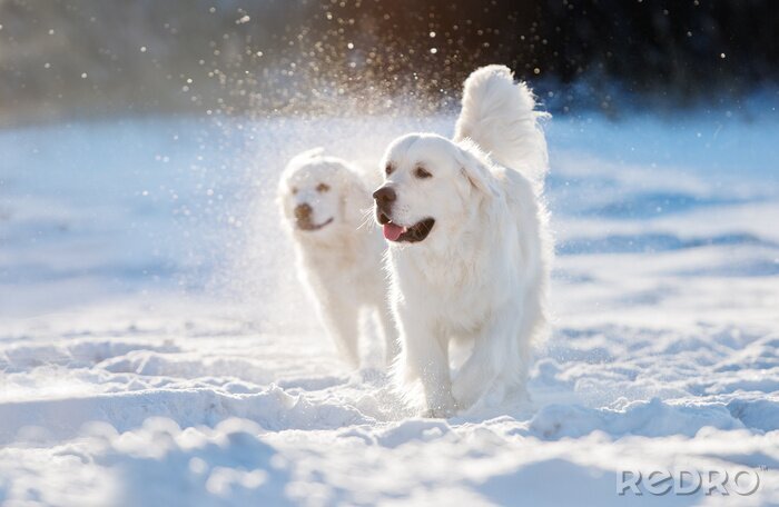 Sticker  Doré, retriever, chien, marche, neige