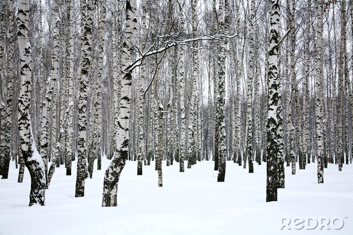 Sticker  Duvet blanc sur les bouleaux