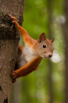 Ecureuil roux sur l'arbre