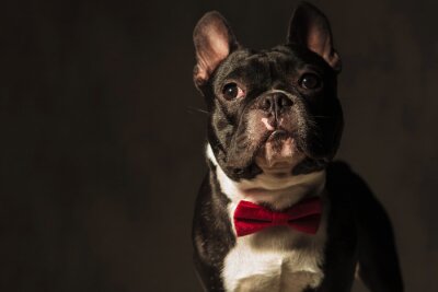 Sticker  Élégant, français, bouledogue, chiot, Porter, rouge, papillon, poser, poser