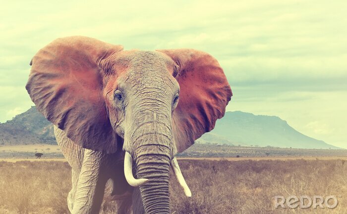 Sticker  Éléphant africain sauvage. Effet vintage