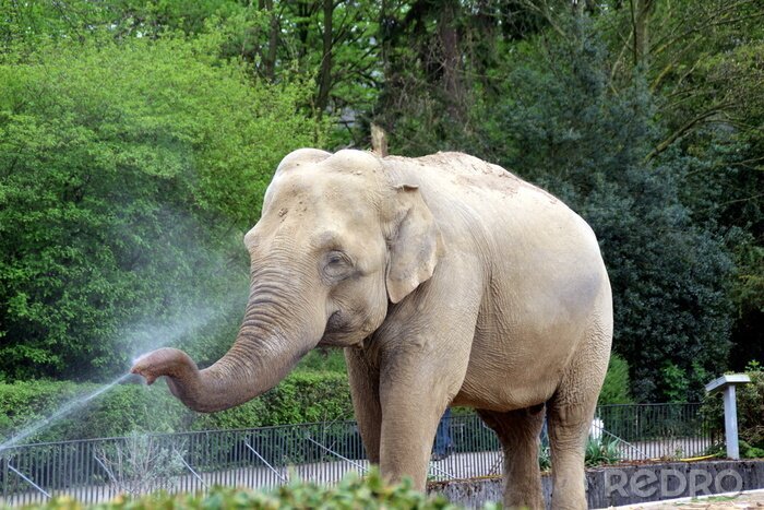 Sticker  Elephant avec jet d'eau