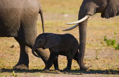 Elephant bébé il va près de sa mère. Afrique. Kenya. Tanzanie. Serengeti. Maasai Mara. Une excellente illustration.