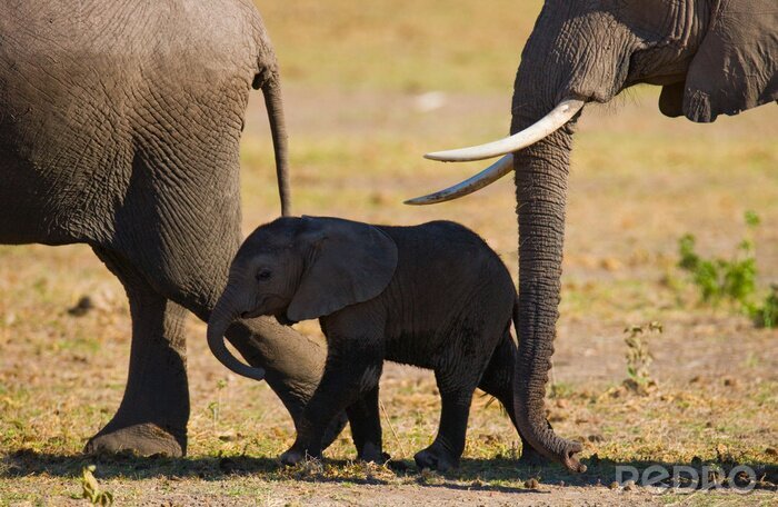 Sticker  Elephant bébé il va près de sa mère. Afrique. Kenya. Tanzanie. Serengeti. Maasai Mara. Une excellente illustration.