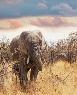 Éléphant dans les hautes herbes