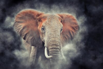 Eléphant dans un nuage de poussière