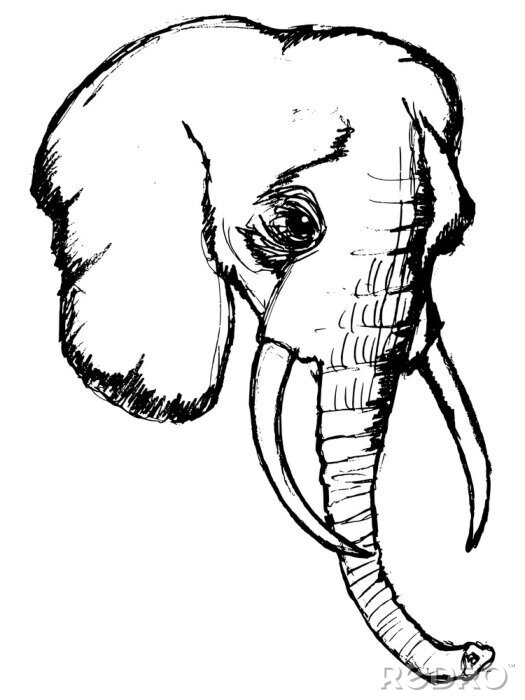 Sticker  Éléphant, illustration, faune, zoo, animal, savane, Afr